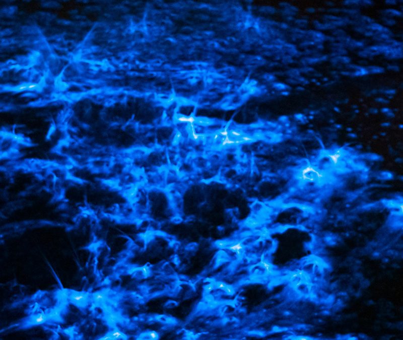 Bioluminescence Bay Tours